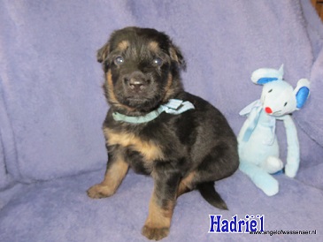 Hadriël, zwart-bruine Oudduitse Herder reu van 3 weken oud